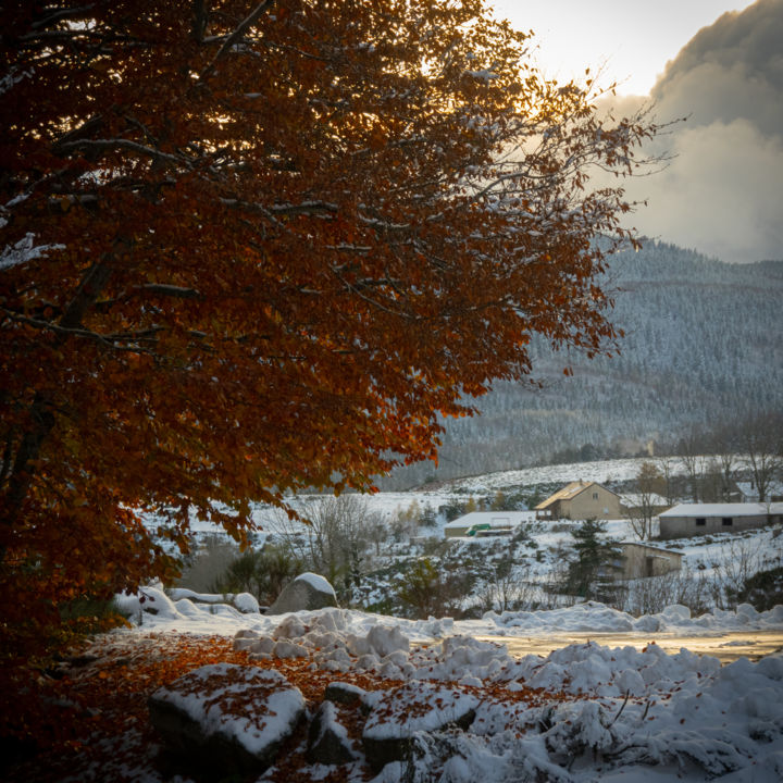 「Arbre rouge」というタイトルの写真撮影 Emilie Reydonによって, オリジナルのアートワーク, デジタル