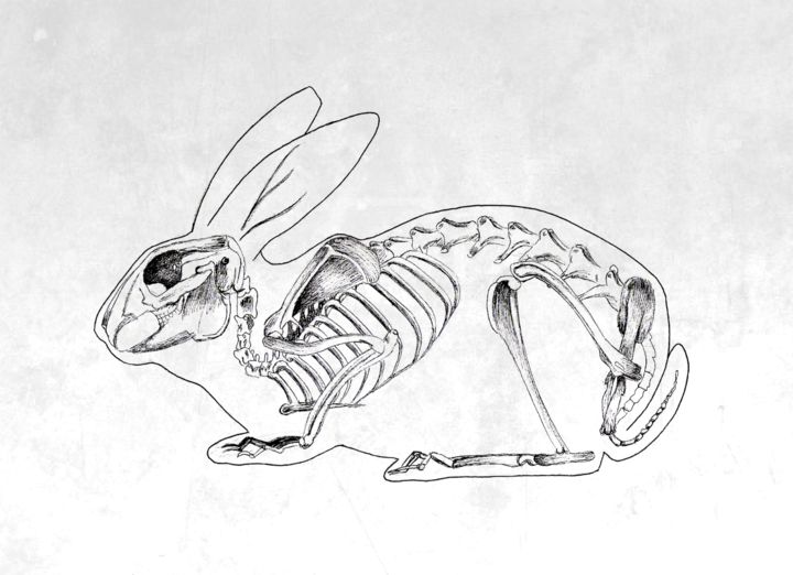 Dessin intitulée "rabbit.png" par Emilie Ringlet, Œuvre d'art originale