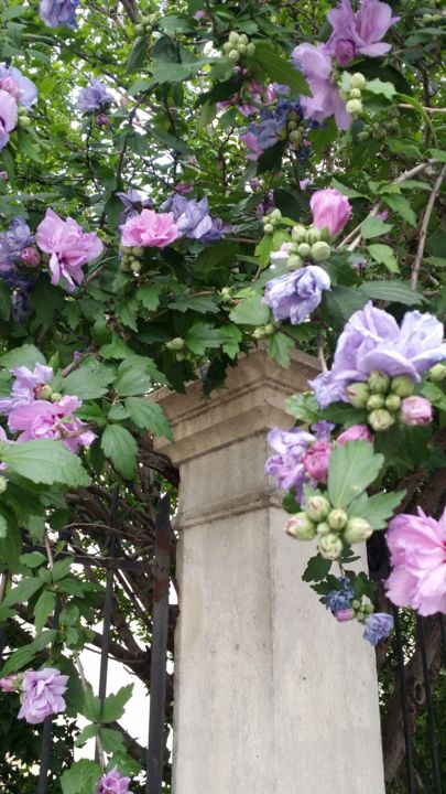 Photographie intitulée "L' arbre en fleurs…" par Emma Laflute, Œuvre d'art originale, Photographie numérique