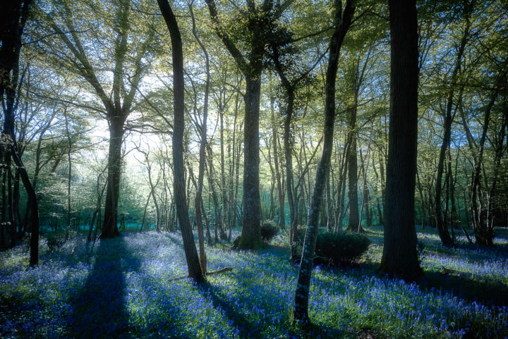 Photography titled "Forêt de jacinthes." by Emmanuel Raussin, Original Artwork, Digital Photography
