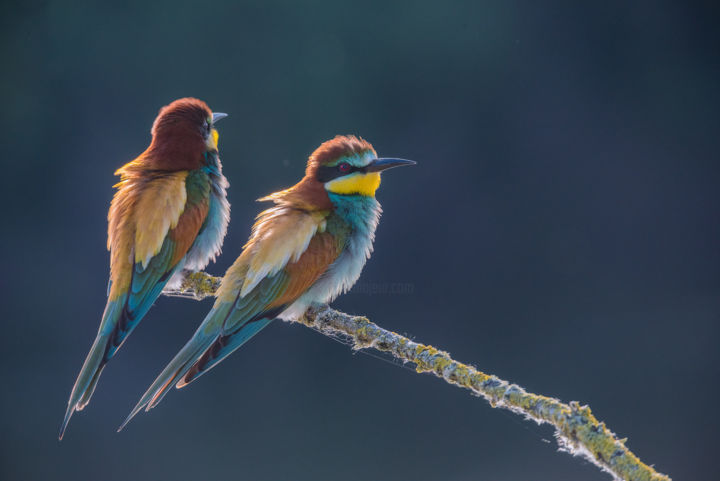 Photographie intitulée "Duo arc-en-ciel." par Emmanuel Raussin, Œuvre d'art originale, Photographie numérique