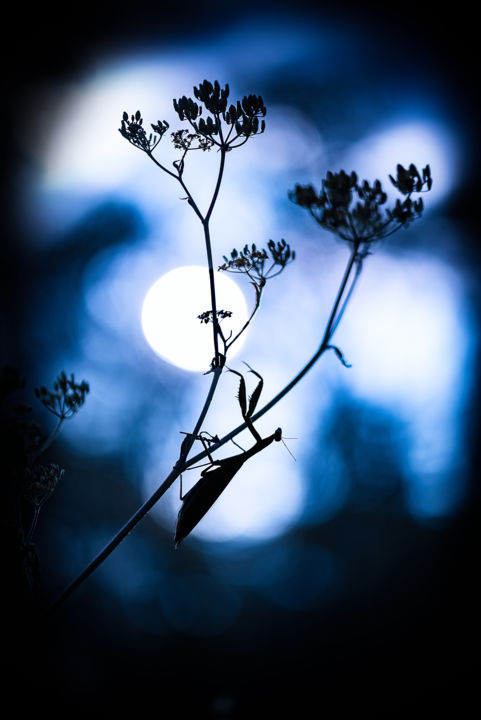 Photography titled "Viser la lune." by Emmanuel Raussin, Original Artwork, Digital Photography