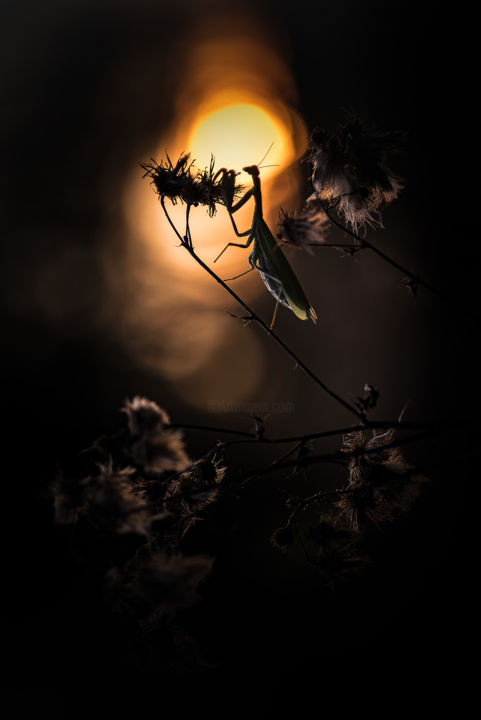 Фотография под названием "Midnight summer Man…" - Emmanuel Raussin, Подлинное произведение искусства, Цифровая фотография