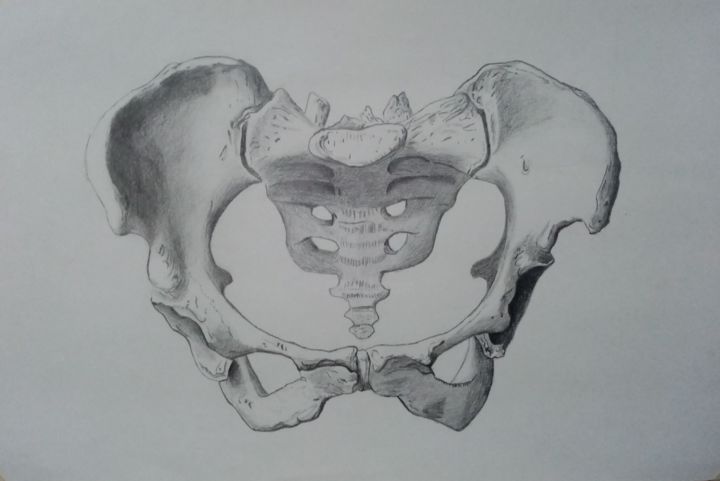 Drawing titled "Pelvis humano" by Emmanuel Vallejo, Original Artwork, Pencil