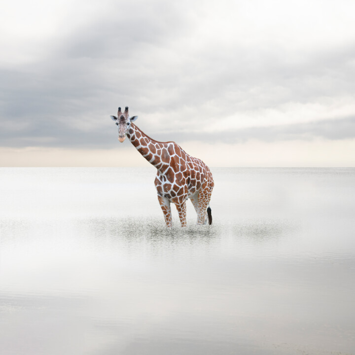 Photographie intitulée "" Girafe à la mer "" par Emmanuel Passeleu, Œuvre d'art originale, Photographie manipulée