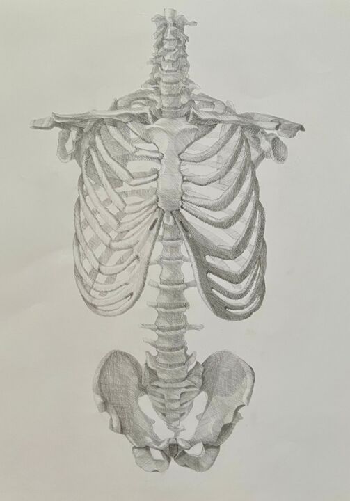 Disegno intitolato "Скелет человека. Ви…" da Larissa Lukaneva, Opera d'arte originale, Matita