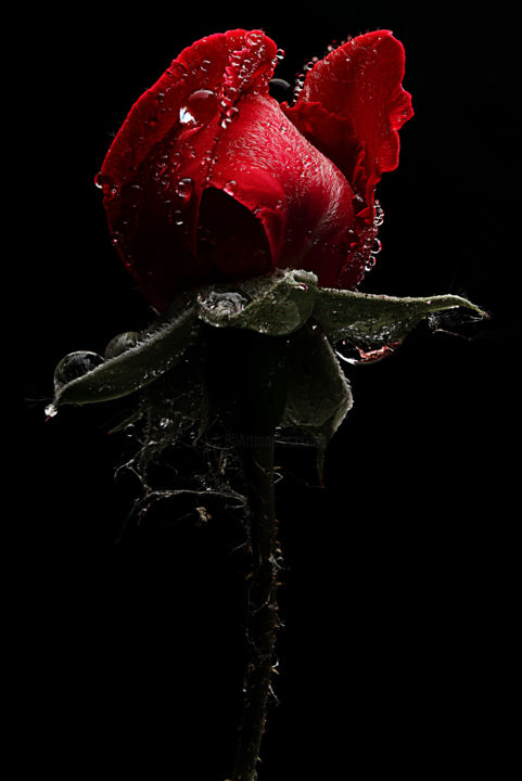 Red Rose Photography by Enrico Pitton | Artmajeur