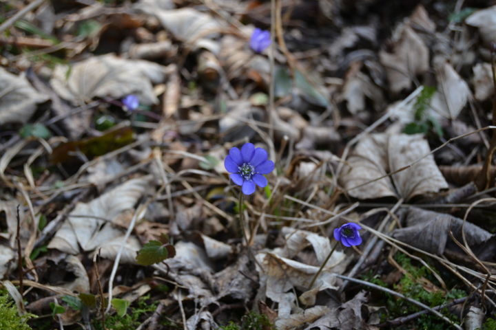 Fotografie getiteld "kleine blaue Blume" door Dirk Dahlmann, Origineel Kunstwerk, Niet gemanipuleerde fotografie