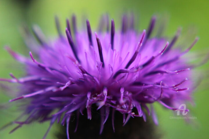 Photographie intitulée "Fleur de chardon" par Erealpha, Œuvre d'art originale, Photographie numérique