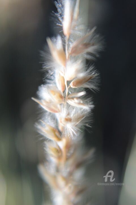 Photographie intitulée "Douceur" par Erealpha, Œuvre d'art originale, Photographie non manipulée