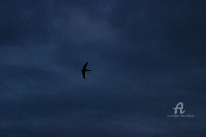 Photography titled "Flying alone in a d…" by Erealpha, Original Artwork, Non Manipulated Photography