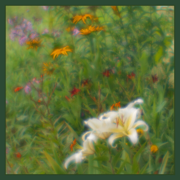 Картина под названием "Белая лилия.jpg" - Eric, Подлинное произведение искусства
