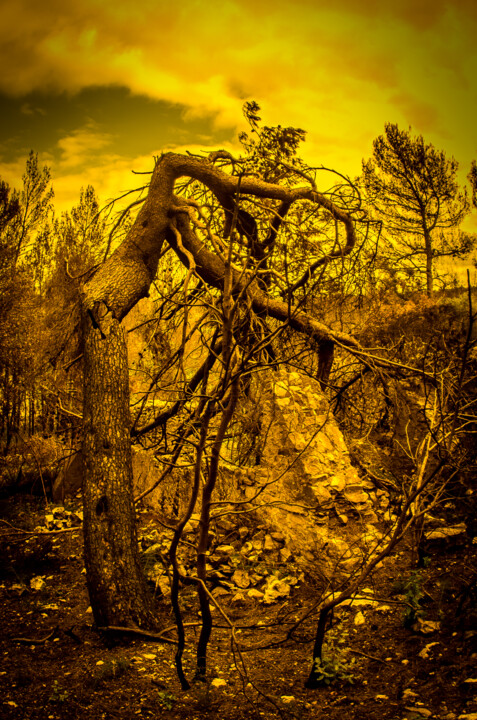 Фотография под названием "Nature morte" - Éric Berteau, Подлинное произведение искусства, Цифровая фотография