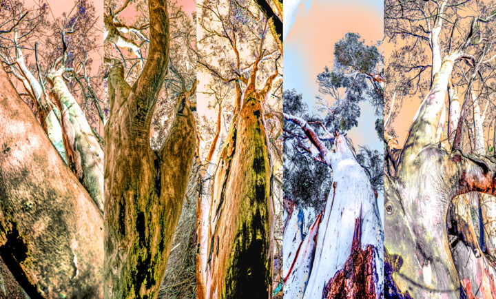 Digital Arts titled "california-eucalypt…" by Eric Boos, Original Artwork, Photo Montage