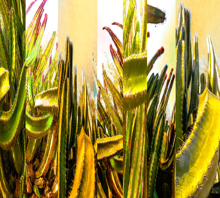 Digital Arts titled "Succulent" by Eric Boos, Original Artwork, Digital Painting
