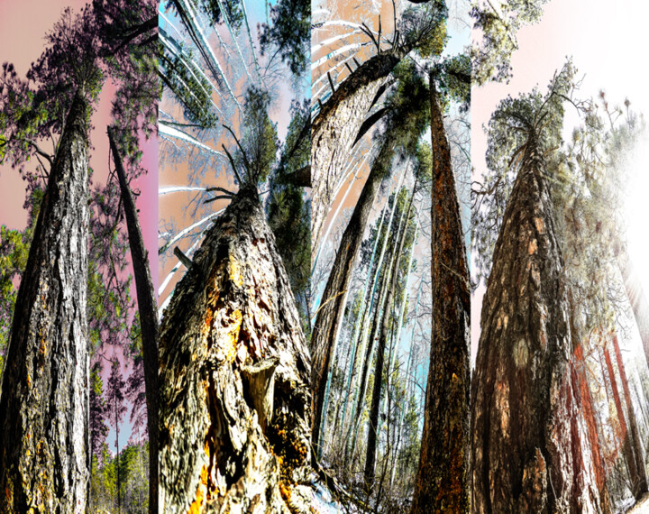 Digital Arts titled "Ponderosa Pines" by Eric Boos, Original Artwork, Digital Painting