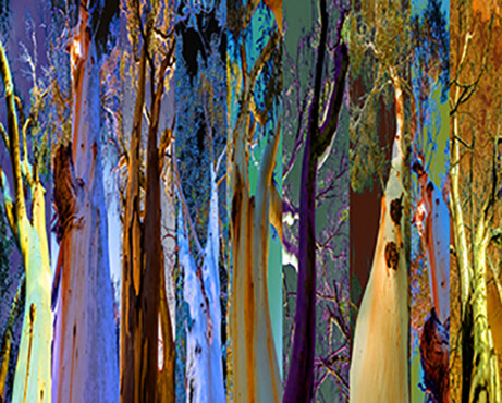 Digital Arts titled "Eucalyptus Trees" by Eric Boos, Original Artwork, Digital Painting