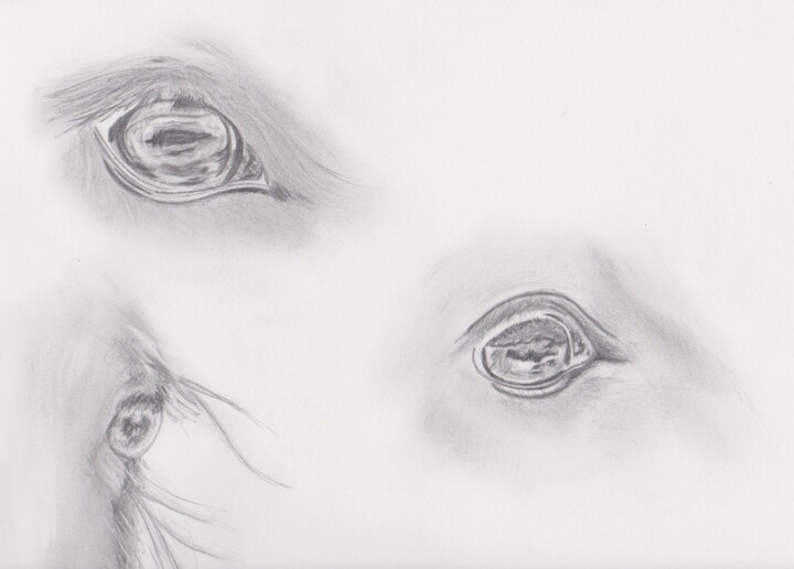 Drawing titled "Horses Eyes Sketch 2" by Eric L Vadé, Original Artwork, Pencil