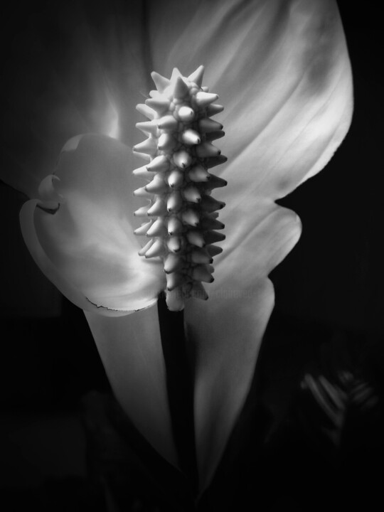 Fotografie mit dem Titel "Black and White Ant…" von Eric L Vadé, Original-Kunstwerk, Digitale Fotografie