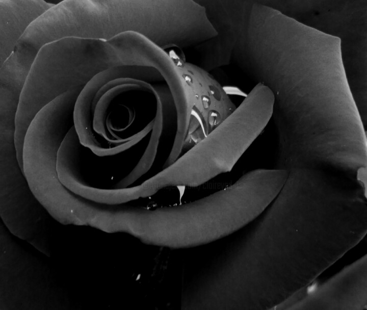 Fotografie mit dem Titel "Black Rose II" von Eric L Vadé, Original-Kunstwerk, Digitale Fotografie