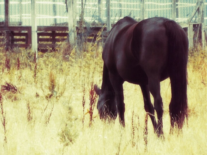 Photography titled "A Black Horse" by Eric L Vadé, Original Artwork, Digital Photography