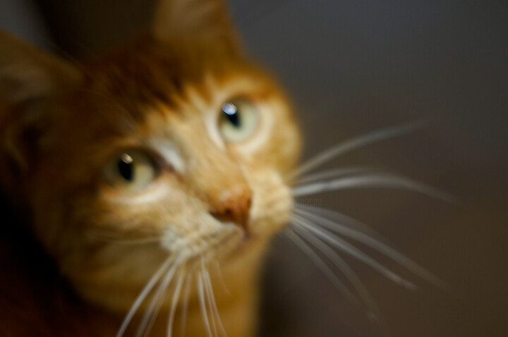 Photographie intitulée "My cat is blur" par Eric Régimbeau, Œuvre d'art originale