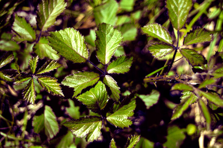 Photography titled "Purple bramble" by Eric Régimbeau, Original Artwork