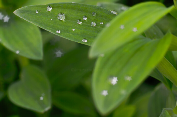 Fotografia intitulada "After rain II" por Eric Régimbeau, Obras de arte originais