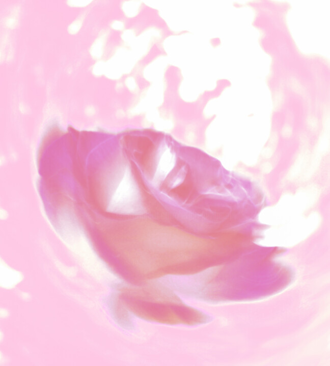 Photographie intitulée "Rose on pink" par Eric Régimbeau, Œuvre d'art originale, Photographie manipulée