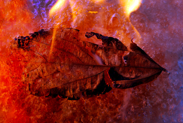 Photography titled "Burning Leaf on Fro…" by Eric Taylor, Original Artwork, Digital Photography