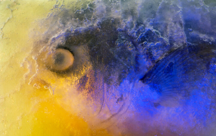 Fotografia intitulada "Fish Head under Ice" por Eric Taylor, Obras de arte originais, Fotografia digital