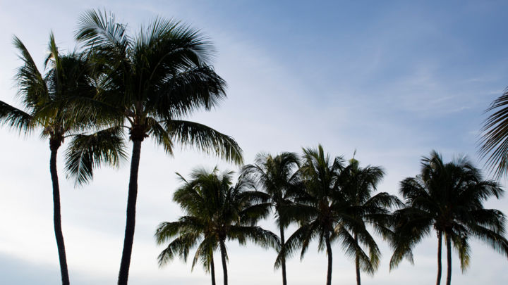 Photography titled "Palms 1 16x9 crop" by Erica Bruns, Original Artwork, Digital Photography