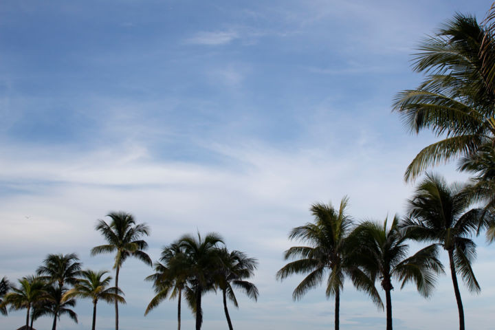 Photography titled "Palms 3" by Erica Bruns, Original Artwork, Digital Photography