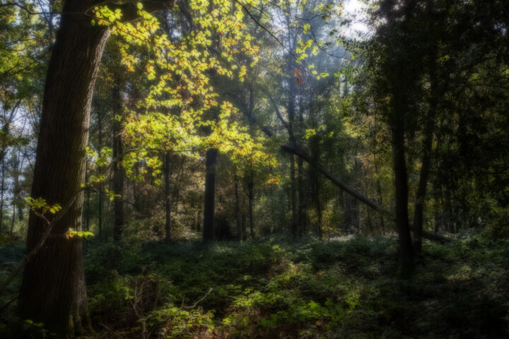 Fotografía titulada "forêt d'automne, ef…" por Erick Philippe (eikioo), Obra de arte original, Fotografía manipulada