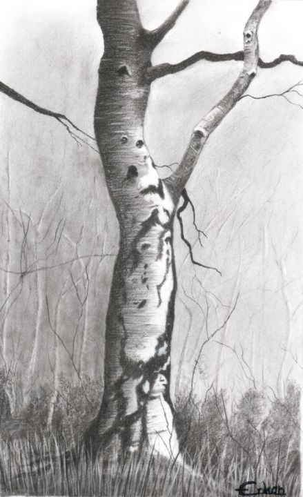Dessin intitulée "Birch in woods" par Erkan Ertan, Œuvre d'art originale, Fusain