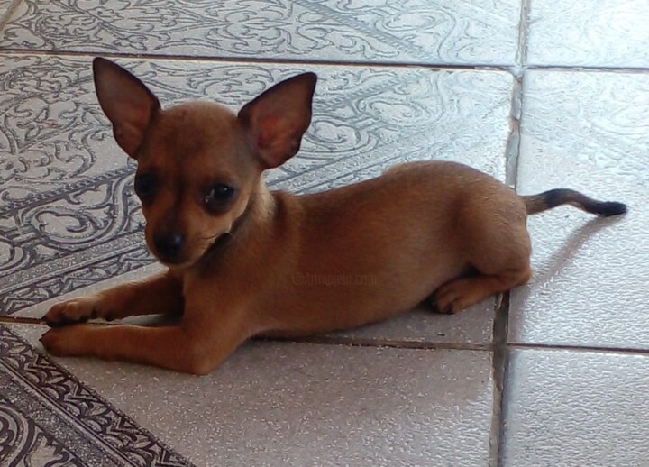 Photography titled "Little dog - Xuxa" by Escritor Irineu Correia, Original Artwork, Digital Photography