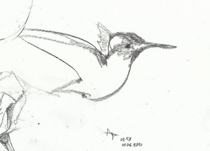 "Sinekkuşu-Hummıngbı…" başlıklı Resim Esra Aysu Çeşme tarafından, Orijinal sanat, Karakalem