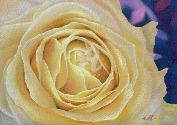 Tekening getiteld "Rose D'Or" door Estelle Neff, Origineel Kunstwerk, Potlood