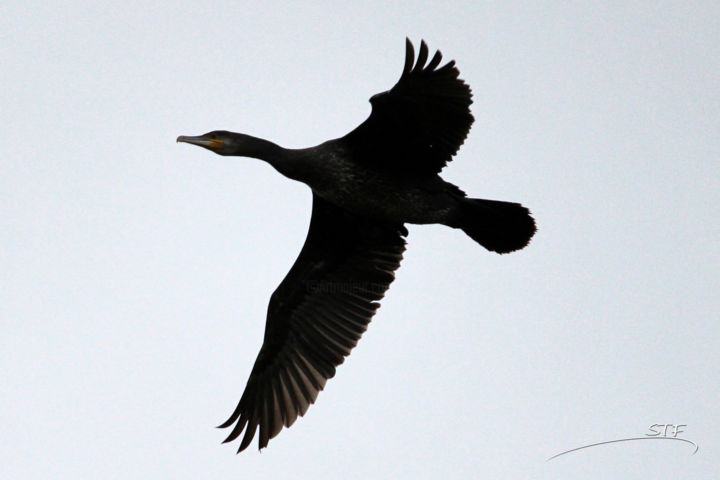 Silhouette En Vol 6 Photography By Etienne Artmajeur