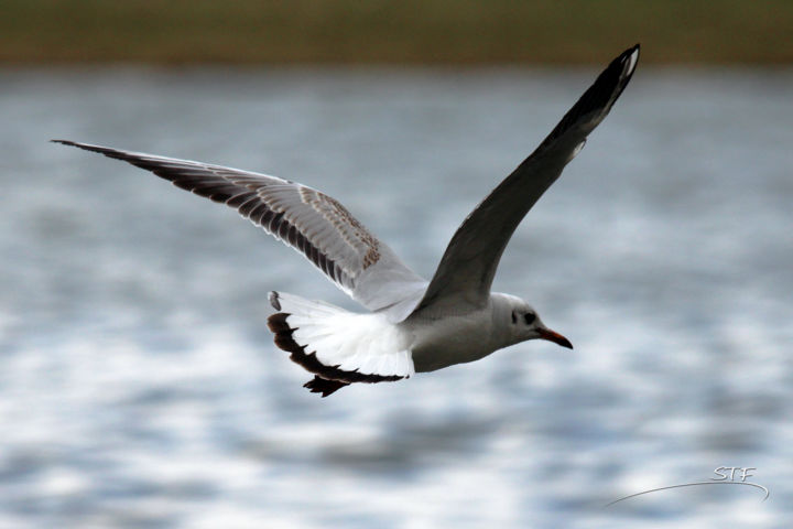 Mouette En Vol Mouette Rieuse Photography By Etienne Artmajeur Mouette En Vol Mouette Rieuse Photography By Etienne Artmajeur