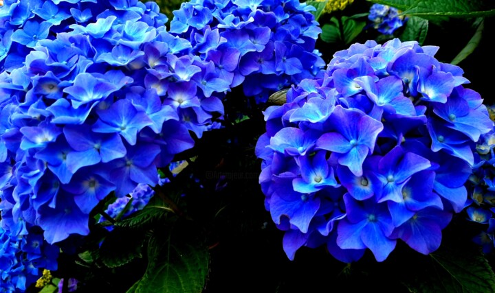 Fotografia intitulada "Hortensia Hydrangea…" por Eugenia Delad, Obras de arte originais, Fotografia digital