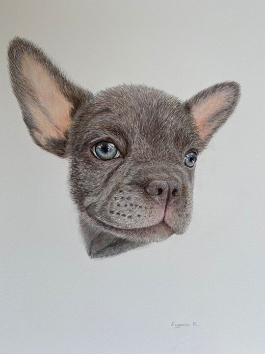 Drawing titled "Frenchie" by Eugenia Sternou, Original Artwork, Pencil