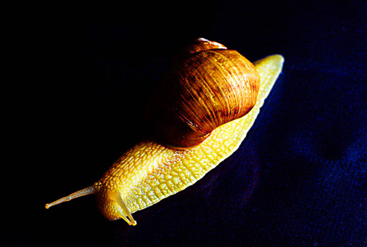 Photography titled "hurry up the snails" by Emil Iustinian Colban, Original Art, Non Manipulated Photography