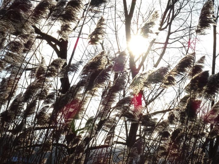 Photography titled "traverse de lumière" by Caroline Valnet, Original Artwork