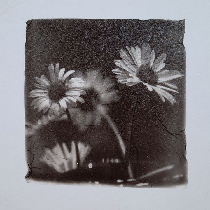 Photography titled "Daisies - Lift Emul…" by Ava Bob, Original Artwork, Manipulated Photography