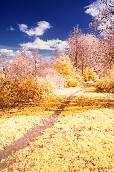 Photographie intitulée "Path - Infrared pho…" par Ava Bob, Œuvre d'art originale, Photographie numérique Monté sur artwork_c…