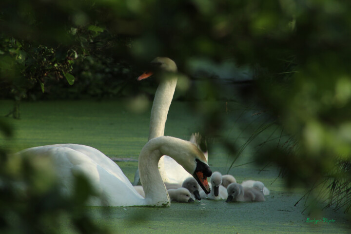 Photography titled "Un Dimanche en fami…" by Evelyne Descamps, Original Artwork