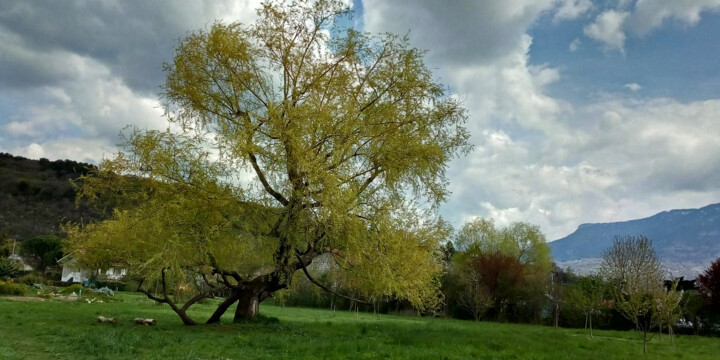 Photographie intitulée "Printemps de Montag…" par Evelyne Descamps, Œuvre d'art originale