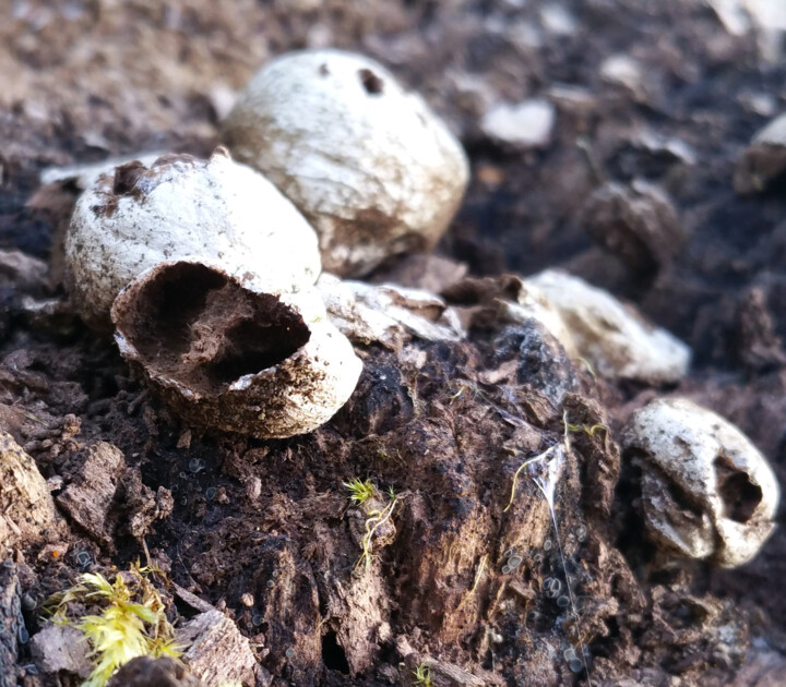 Photographie intitulée "Champignons" par Evelyne Descamps, Œuvre d'art originale