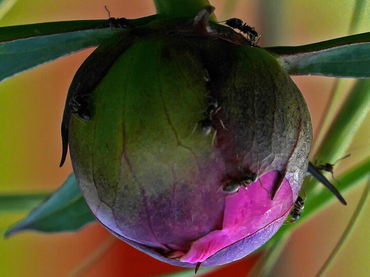 Photography titled "Peony" by Evelyne Descamps, Original Artwork